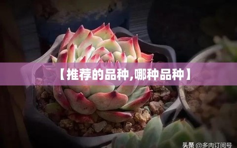 【推荐的品种,哪种品种】