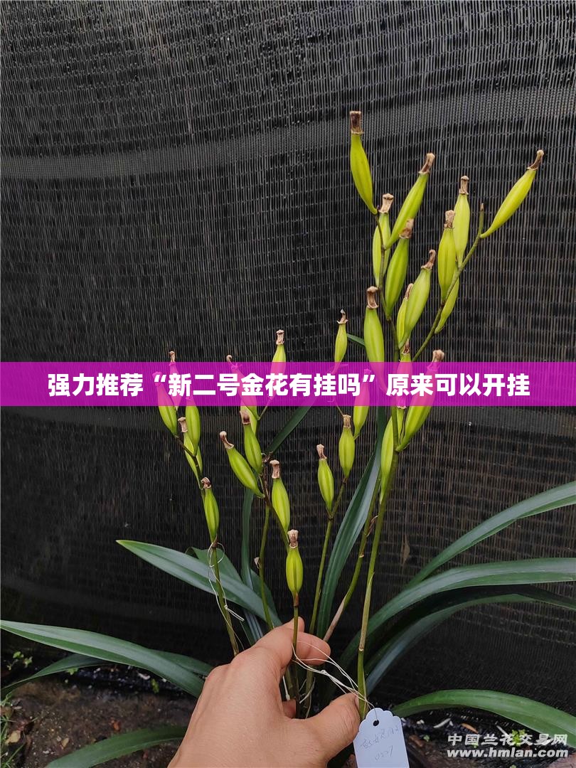 强力推荐“新二号金花有挂吗”原来可以开挂