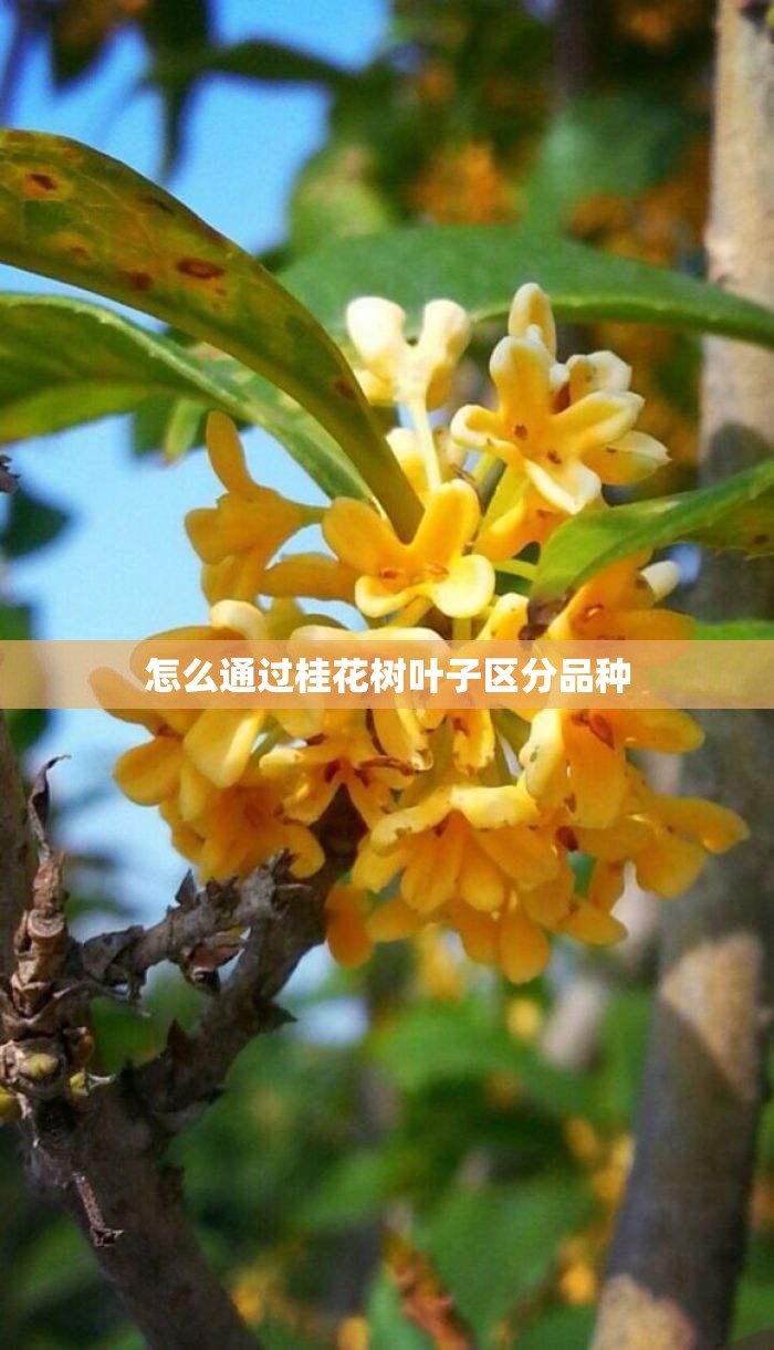 怎么通过桂花树叶子区分品种 怎么通过桂花树叶子区分品种