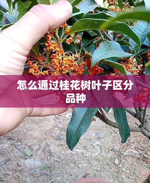 怎么通过桂花树叶子区分品种 怎么通过桂花树叶子区分品种
