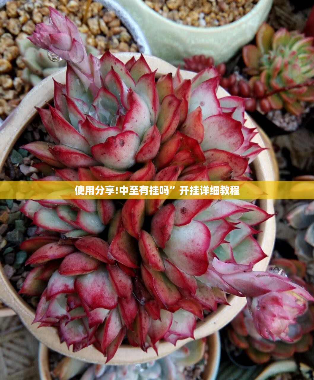 使用分享!中至有挂吗”开挂详细教程